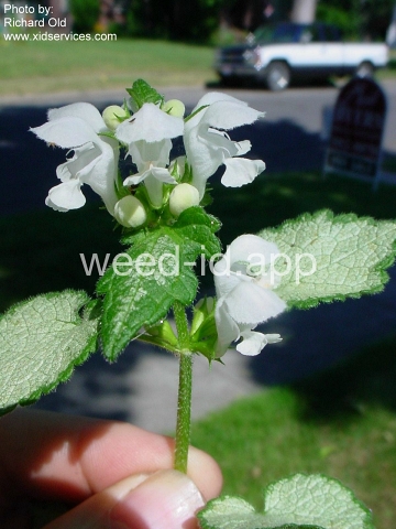 deadnettle, spotted